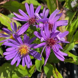 Aster Orpheus