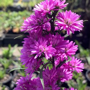 Aster Ruby Buttons