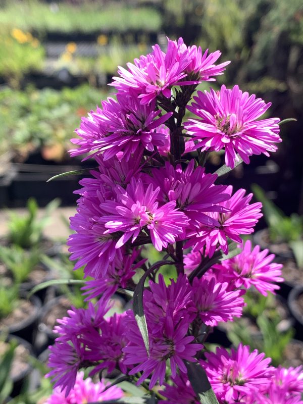 Aster Ruby Buttons