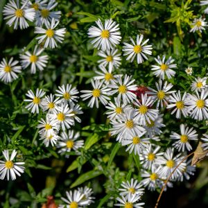 Aster vimineus White Aster