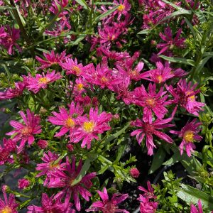 Aster Winston Churchill