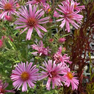 Aster Coombe Fishacre