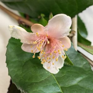 Camellia Pink Tea sinensis