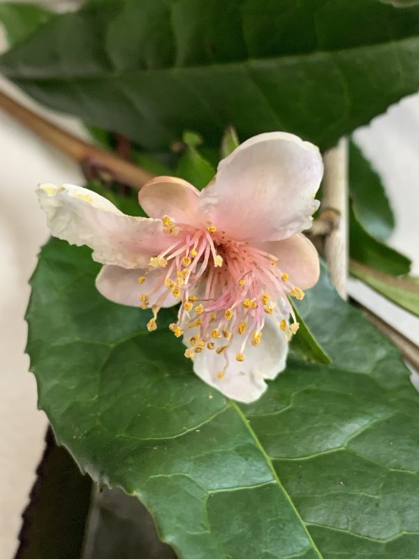 Camellia Pink Tea sinensis