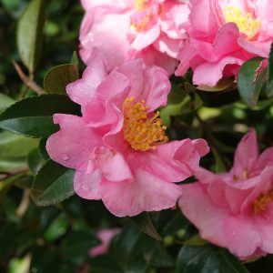 Camellia sasanqua Lucinda