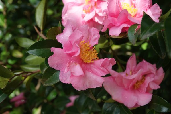 Camellia sasanqua Lucinda