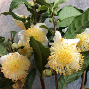 Camellia sinensis Saya Makaori - Japanese Green Tea