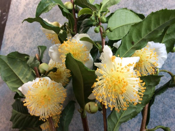 Camellia sinensis Saya Makaori - Japanese Green Tea