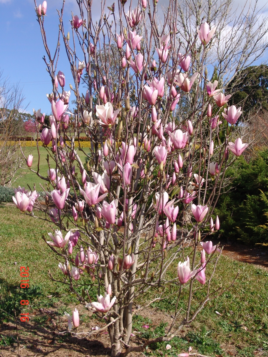 Magnolias Deciduous and Evergreen
